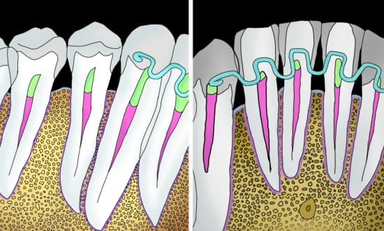 Anatomia_Radiográfica_43_42_41_31_e_32.jpg